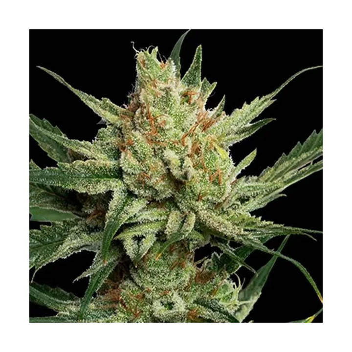 Strawberry Banana Feminizada DNA Genetics