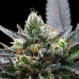  LA Sorbet Feminizada 【DNA Genetics】