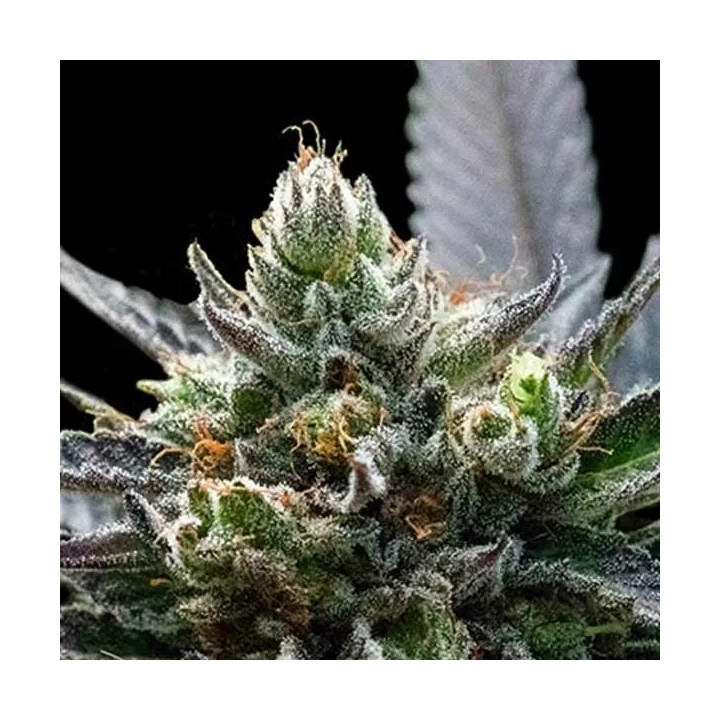 LA Sorbet Feminizada DNA Genetics