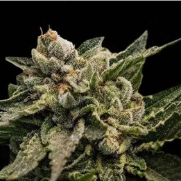  Strawberry Sorbet Feminizada 【DNA Genetics】