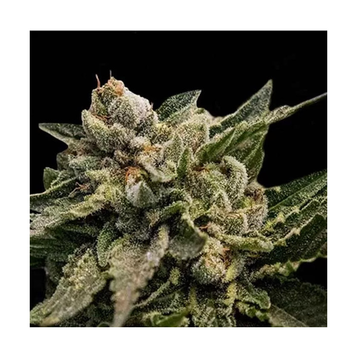 Strawberry Sorbet Feminizada DNA Genetics