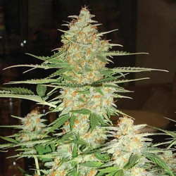 60 DAY WONDER AUTO