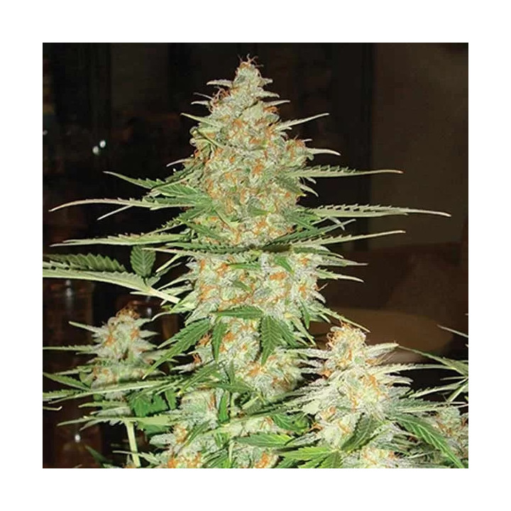 60 Day Wonder Auto DNA Genetics