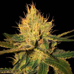 Cannalope Haze Regular