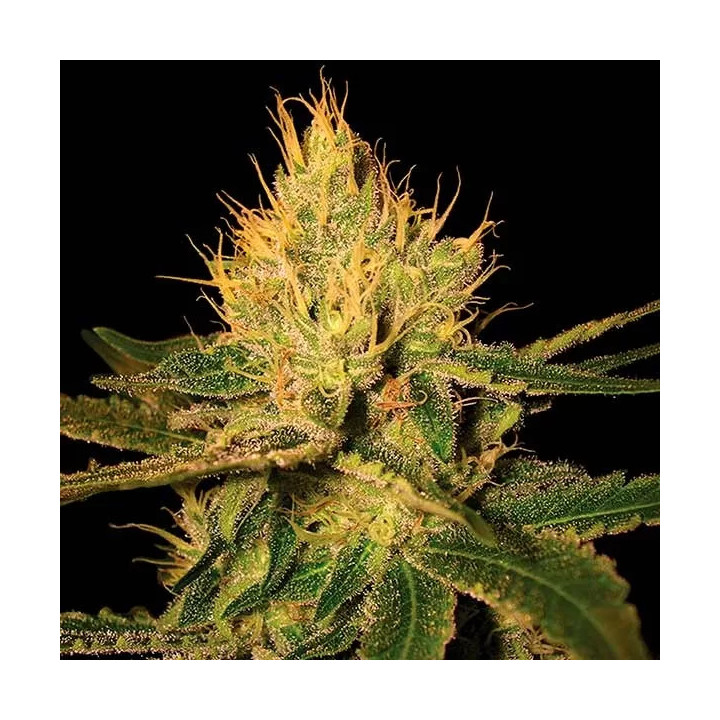  Cannalope Haze Regular 【DNA Genetics】