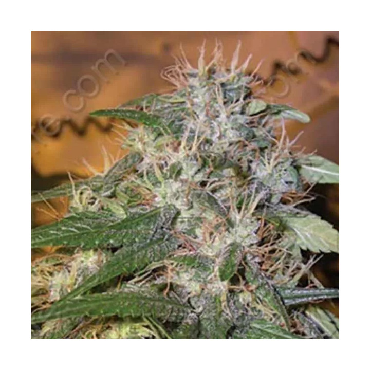  Sour Cream Regular 【DNA Genetics】