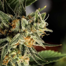  Crocketts Tangie Regular 【DNA Genetics】