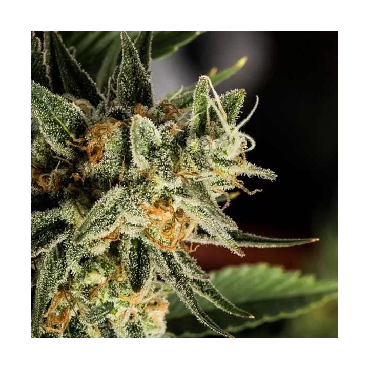 Crocketts Tangie Regular DNA Genetics