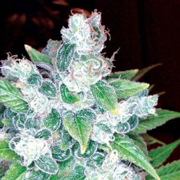 Kandy Kush Feminizada DNA Genetics