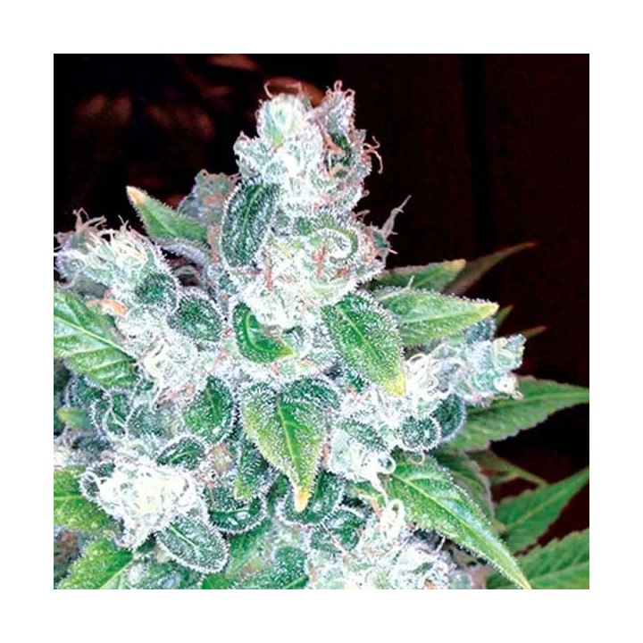 Kandy Kush Feminizada DNA Genetics