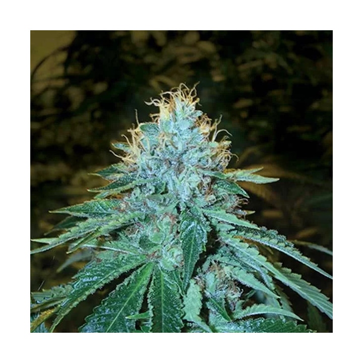 The OG #18 Feminizada DNA Genetics