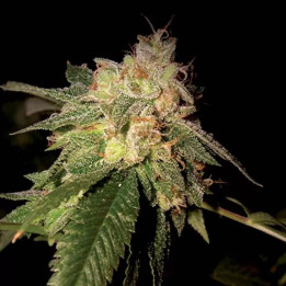  OG Kush Feminizada 【DNA Genetics】