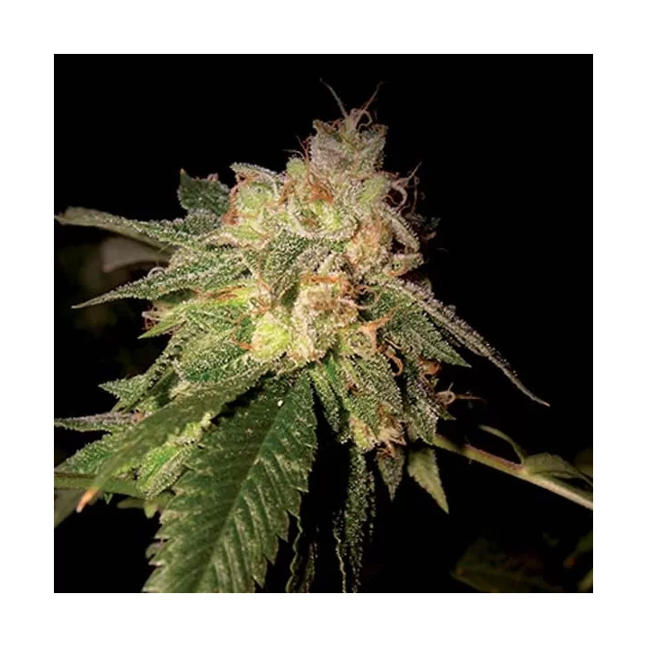  OG Kush Feminizada 【DNA Genetics】