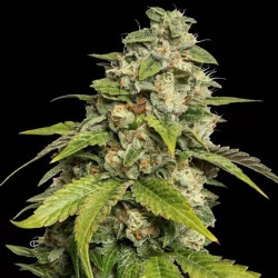 SOUR KUSH