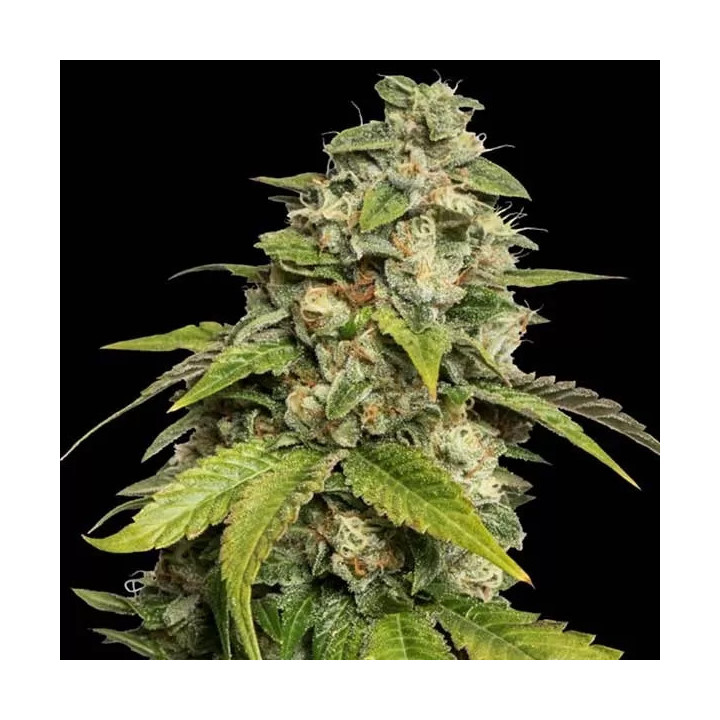 Sour Kush Feminizada DNA Genetics