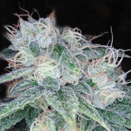  Sour Diesel Feminizada 【DNA Genetics】