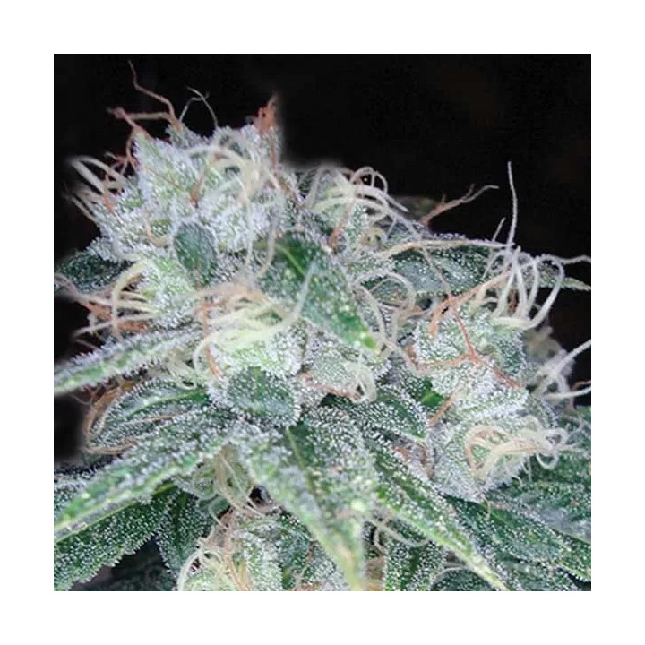 Sour Diesel Feminizada DNA Genetics