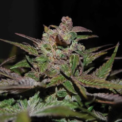 PURPLE WRECK