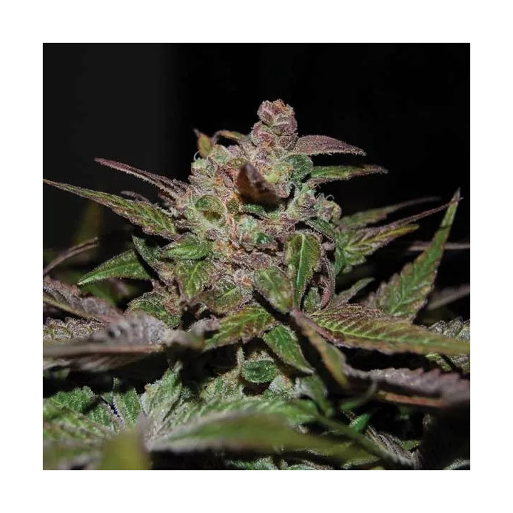 Purple Wreck Feminizada DNA Genetics
