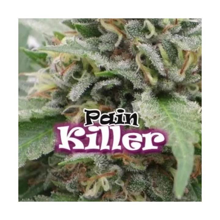  Painkiller Feminizada 【DR. Underground Seeds】