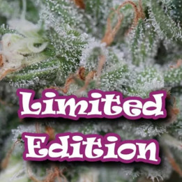  Sour Diesel Feminizada 【DR. Underground Seeds】