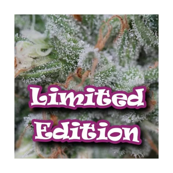 Sour Diesel Feminizada DR. Underground Seeds