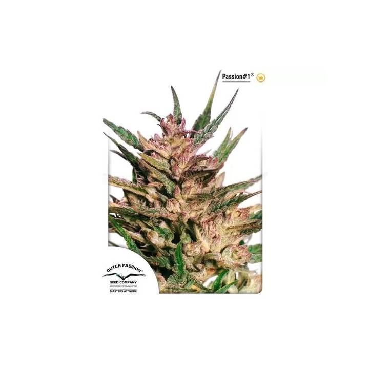  Passion #1 Feminizada 【Dutch Passion】
