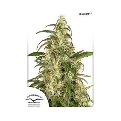 SKUNK 11