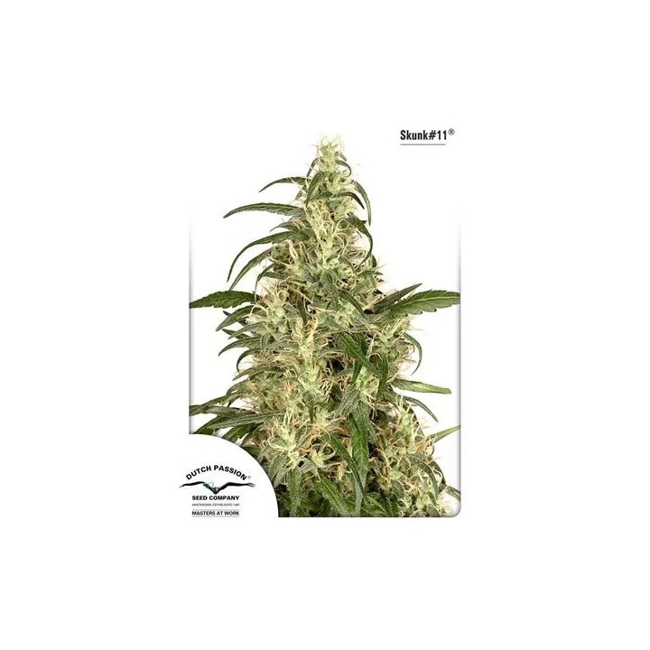 Skunk #11 Feminizada Dutch Passion