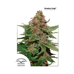  Strawberry Cough Feminizada 【Dutch Passion】