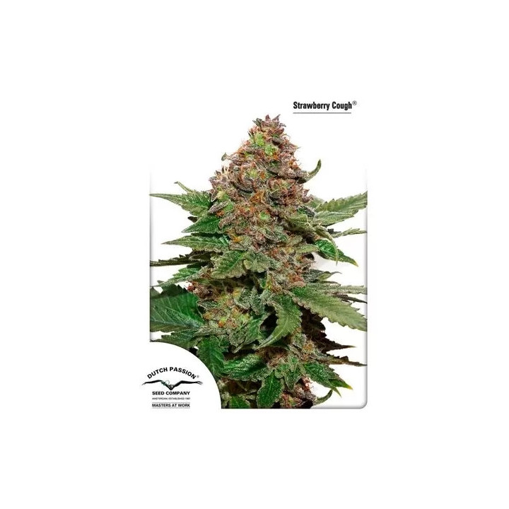  Strawberry Cough Feminizada 【Dutch Passion】