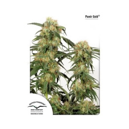 Pamir Gold Feminizada Dutch Passion