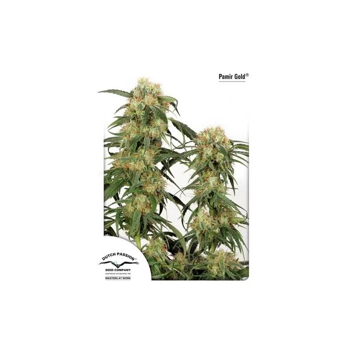 Pamir Gold Feminizada Dutch Passion