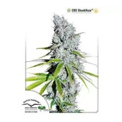 CBD SKUNKHAZE