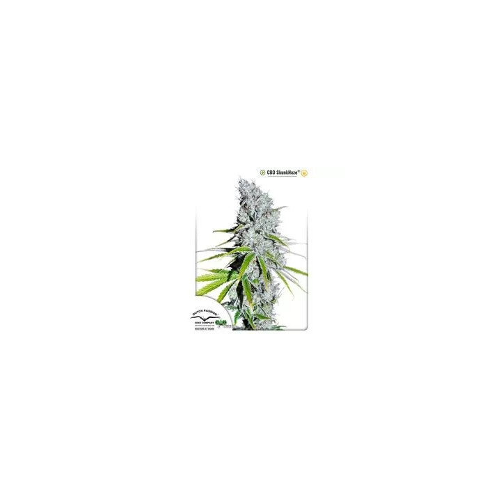 CBD Skunkhaze Feminizada Dutch Passion