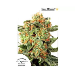  Orange Hill Special Feminizada 【Dutch Passion】