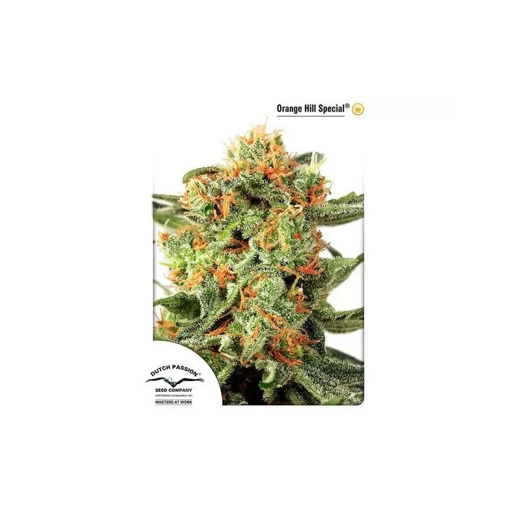 Orange Hill Special Feminizada Dutch Passion