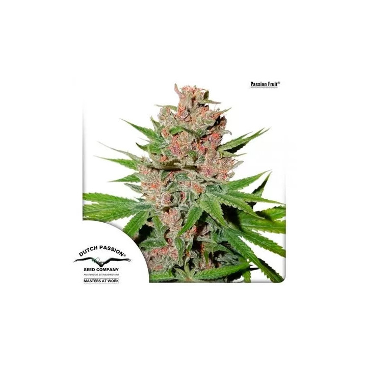 Passion Fruit Feminizada Dutch Passion