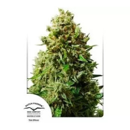  Auto Think Different 【Dutch Passion】