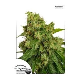  Auto Xtreme 【Dutch Passion】