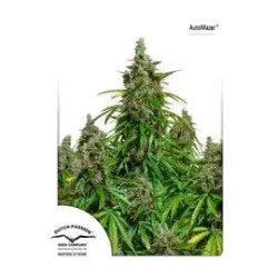 Auto Blue Mazar