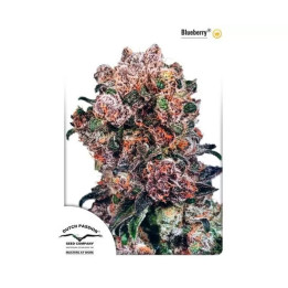  Blueberry Regular 【Dutch Passion】