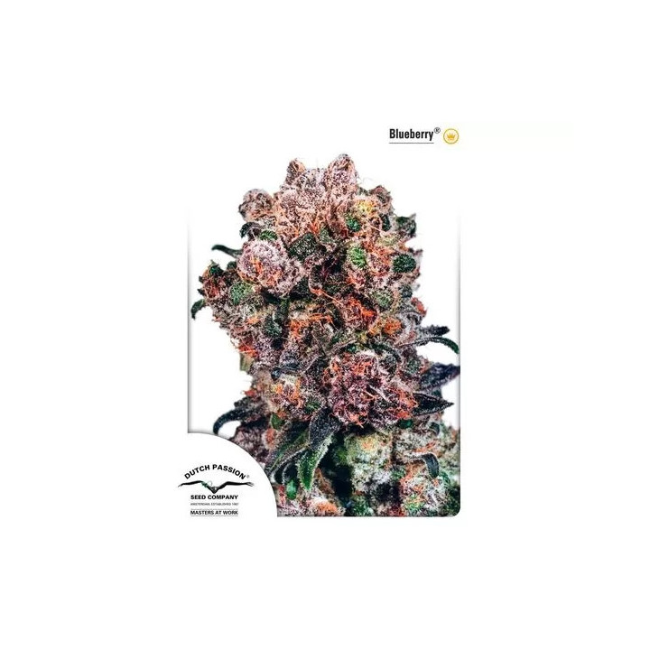 Blueberry Regular Dutch Passion