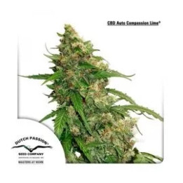  CBD Auto Compassion Lime 【Dutch Passion】
