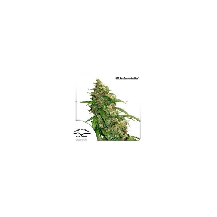 CBD Auto Compassion Lime Dutch Passion