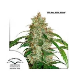 CBD Auto White Widow