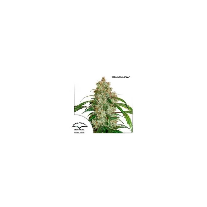 CBD Auto White Widow Dutch Passion