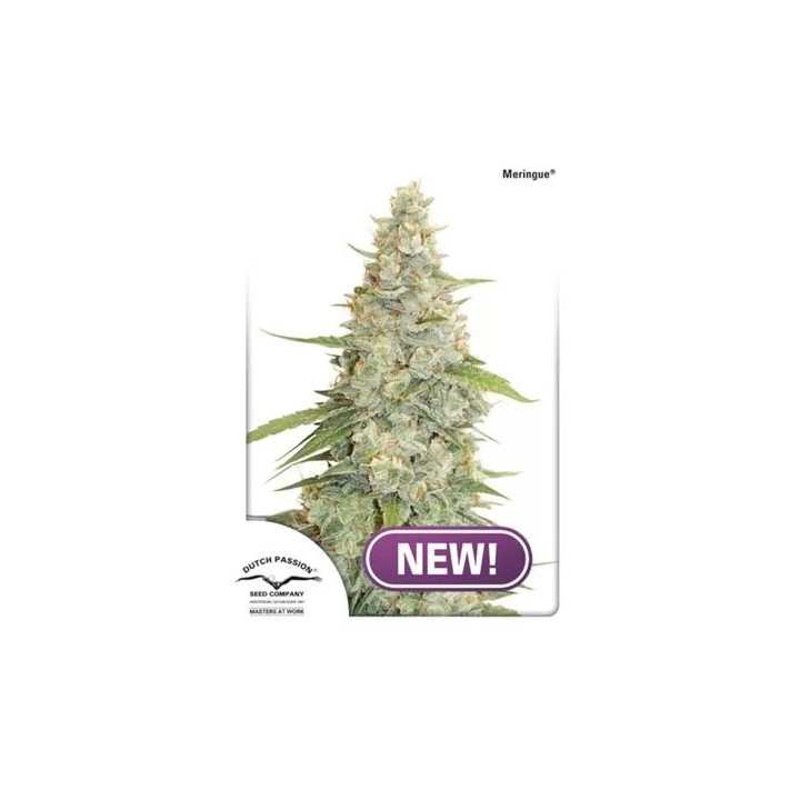 Meringue Feminizada Dutch Passion