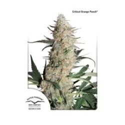 CRITICAL ORANGE PUNCH