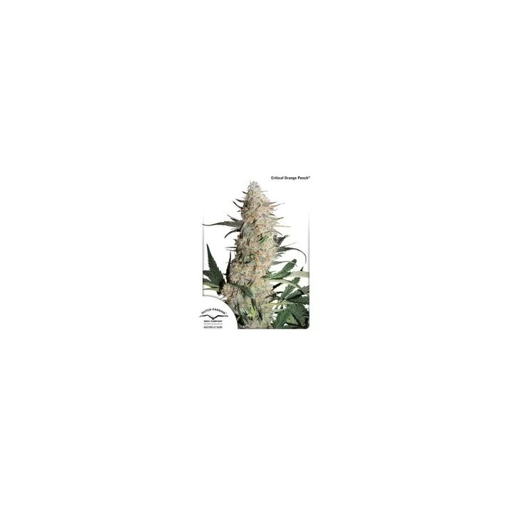 Critical Orange Punch Feminizada Dutch Passion